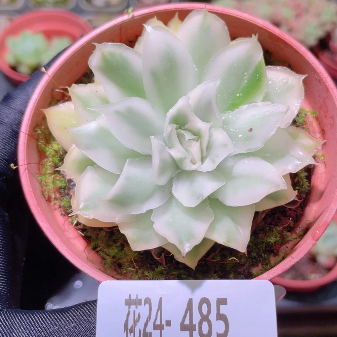 花利美24-485紫蝴蝶锦