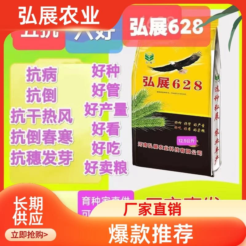 高产小麦弘展628抗病抗倒抗冻高产小麦种子原种 矮杆大穗抗穗发芽
