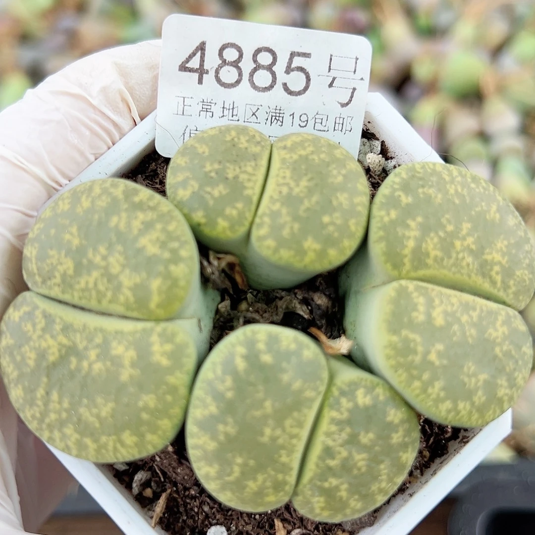 4885 好养易活生石花大母本