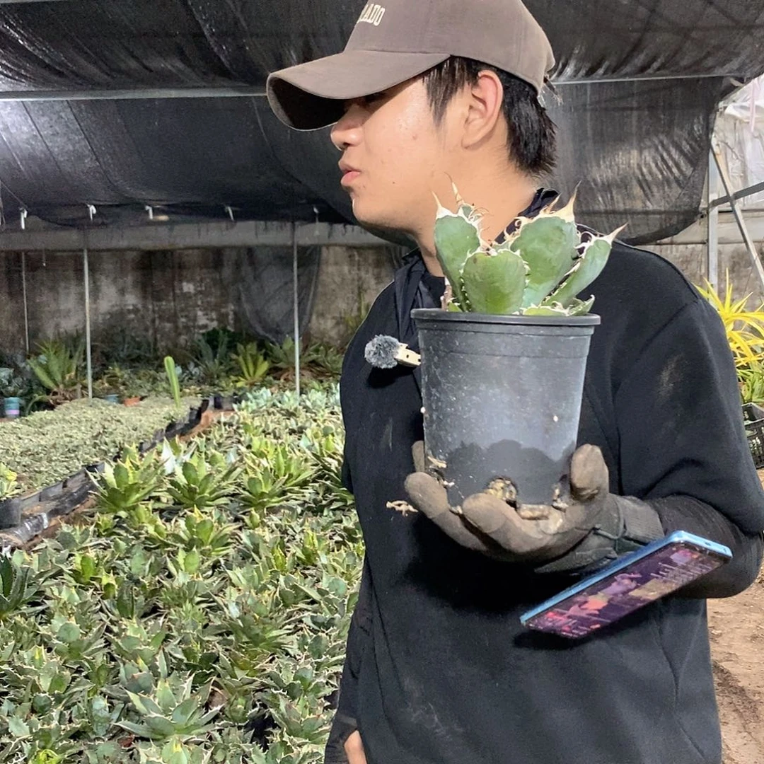 15公分蓝鲸量拍1111