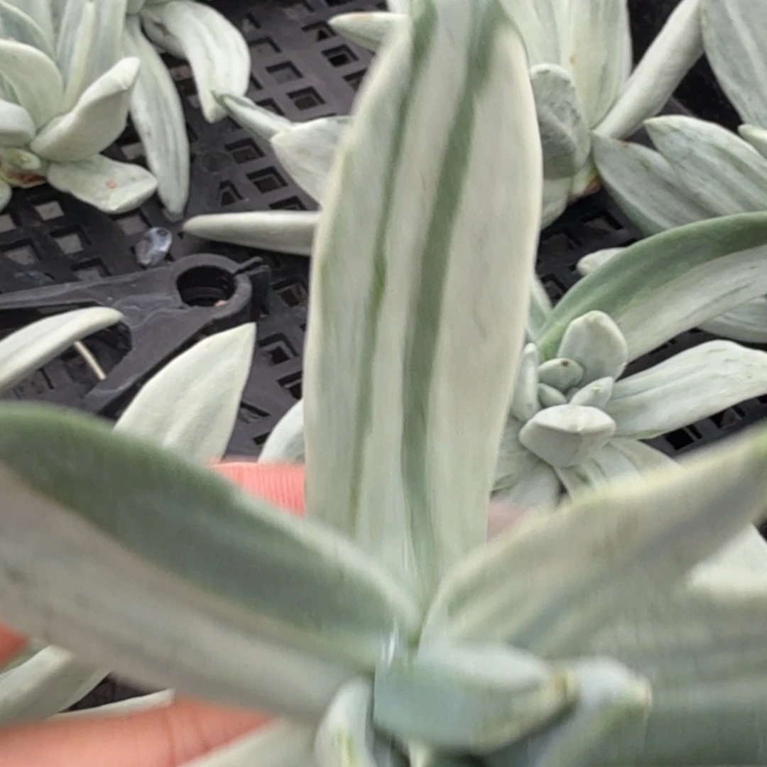 *****海洋之歌 马卡龙锦 叶片