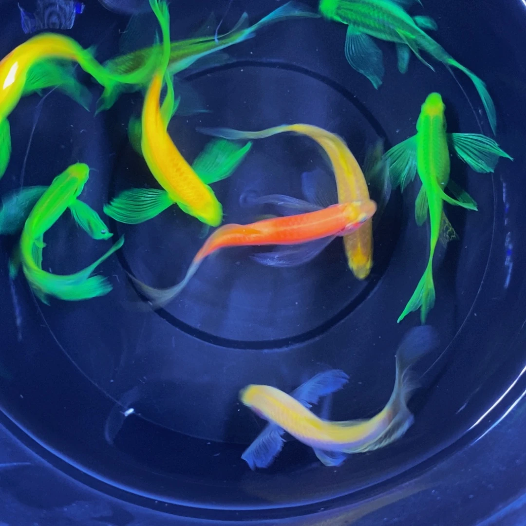 斑马鱼蝶翼斑马自选大号10条