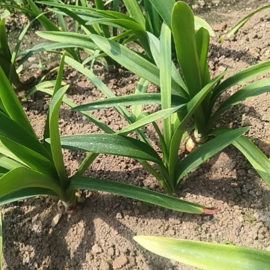 痴***我完全开放魔幻之旅双胞胎