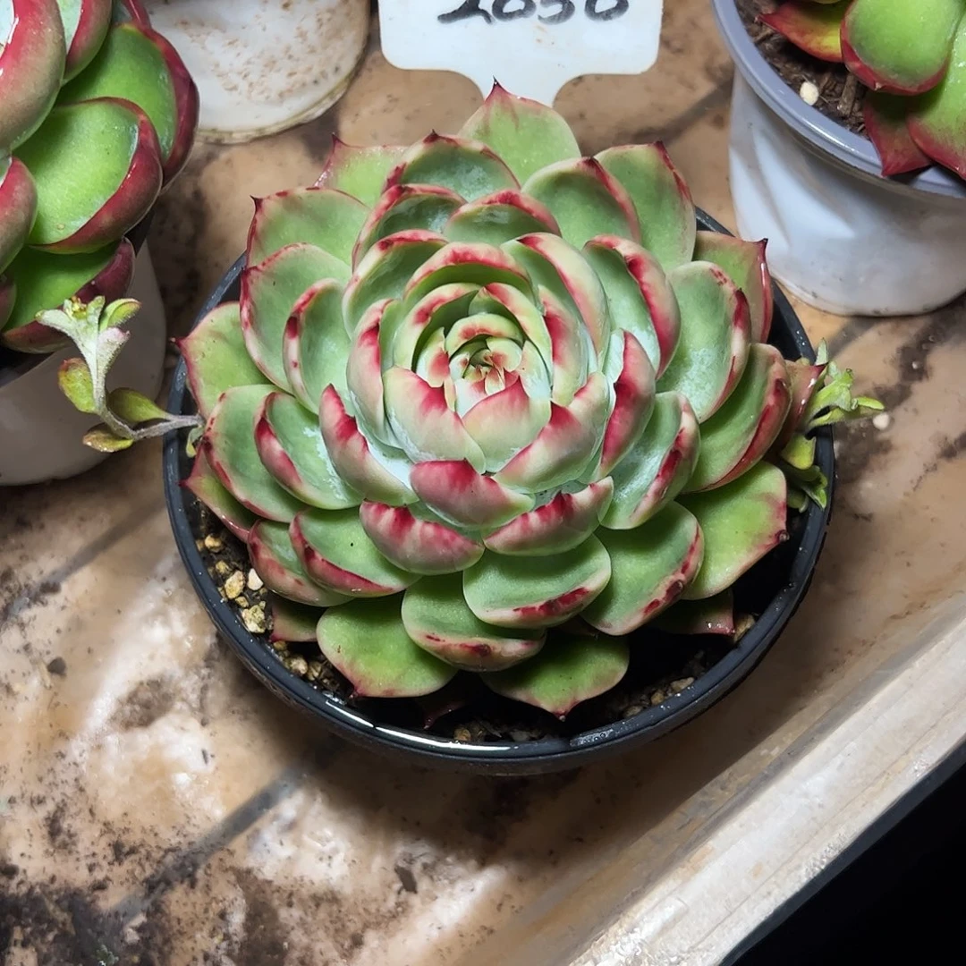 辛***夷惊鸿仙子一物一拍2056号