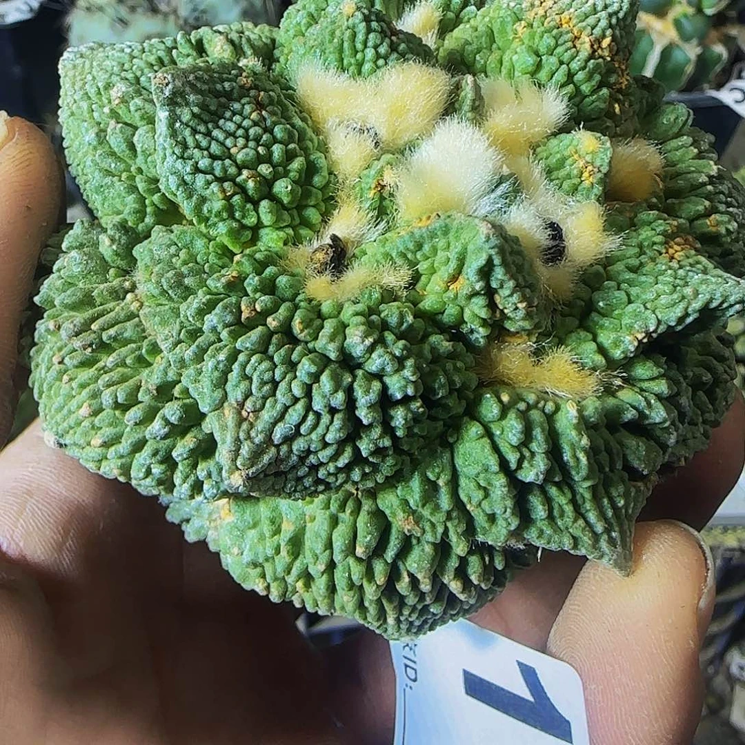 @*金哥怒117仙人球开花