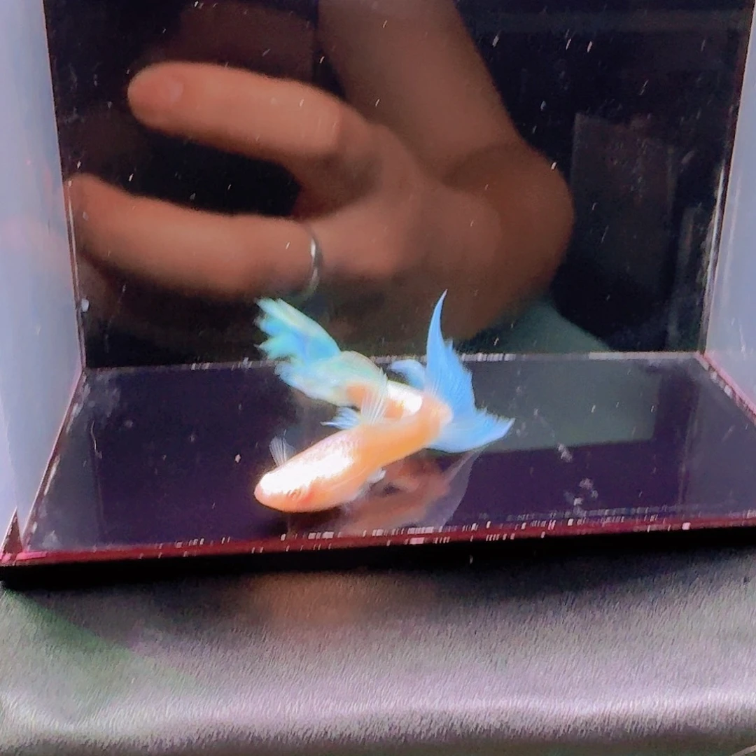 孔雀鱼天空蓝飞船孔雀鱼