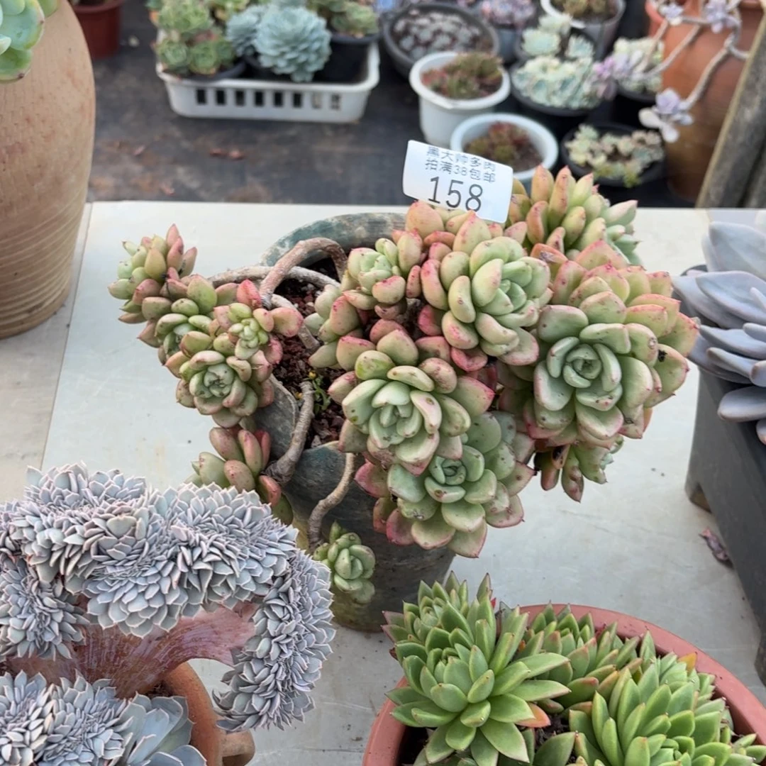 立***碰黑大帅多肉158奶油鳄梨