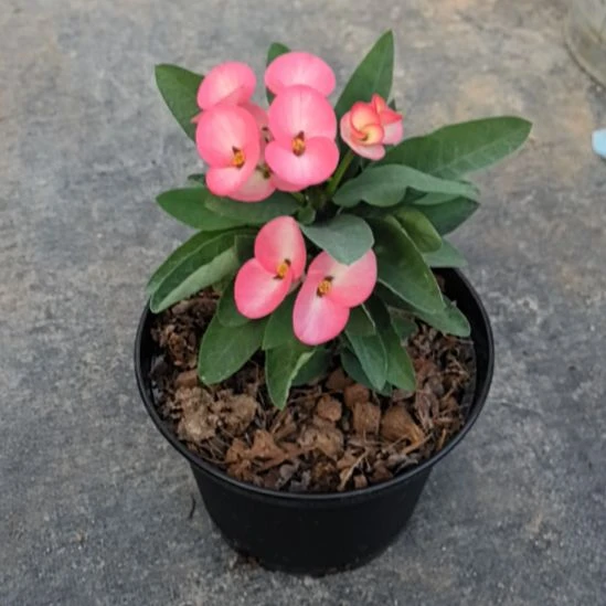 一***人完全开放万花筒直播间一物一拍