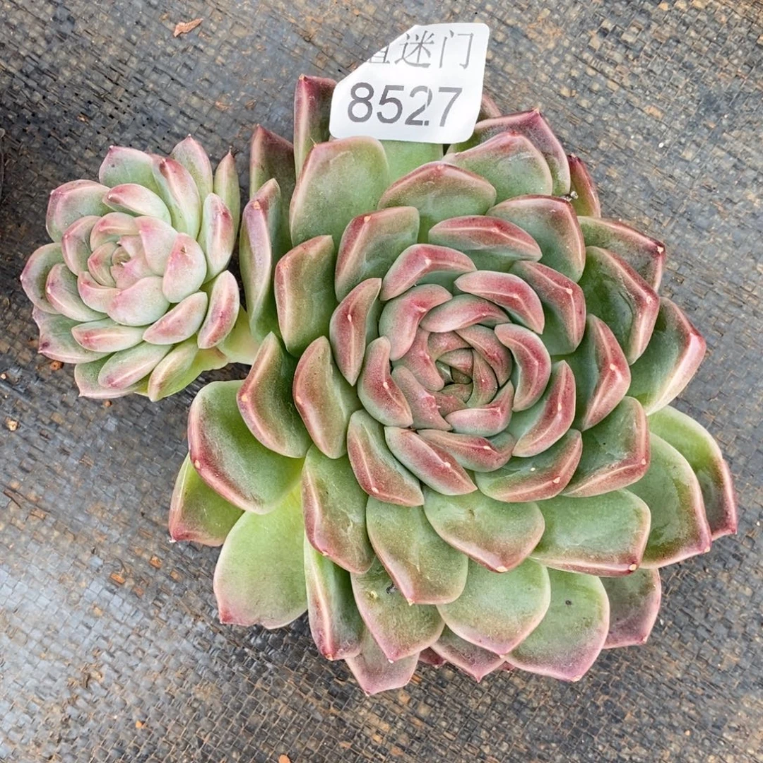 娜***姐杂交精品多肉8527~12厘米