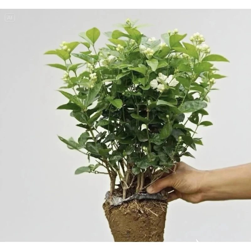 茉莉花浓香植物室内阳台庭院四季开花好养绿植