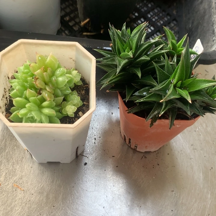 景天+实生硬叶一物一拍