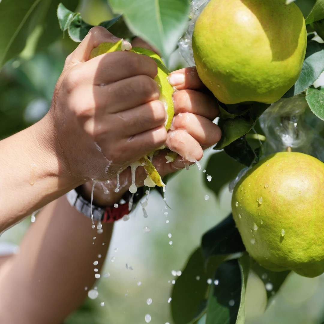 【顺丰包邮】天水高山玉露香梨脆甜多汁皮薄肉厚应急水果脆梨整箱
