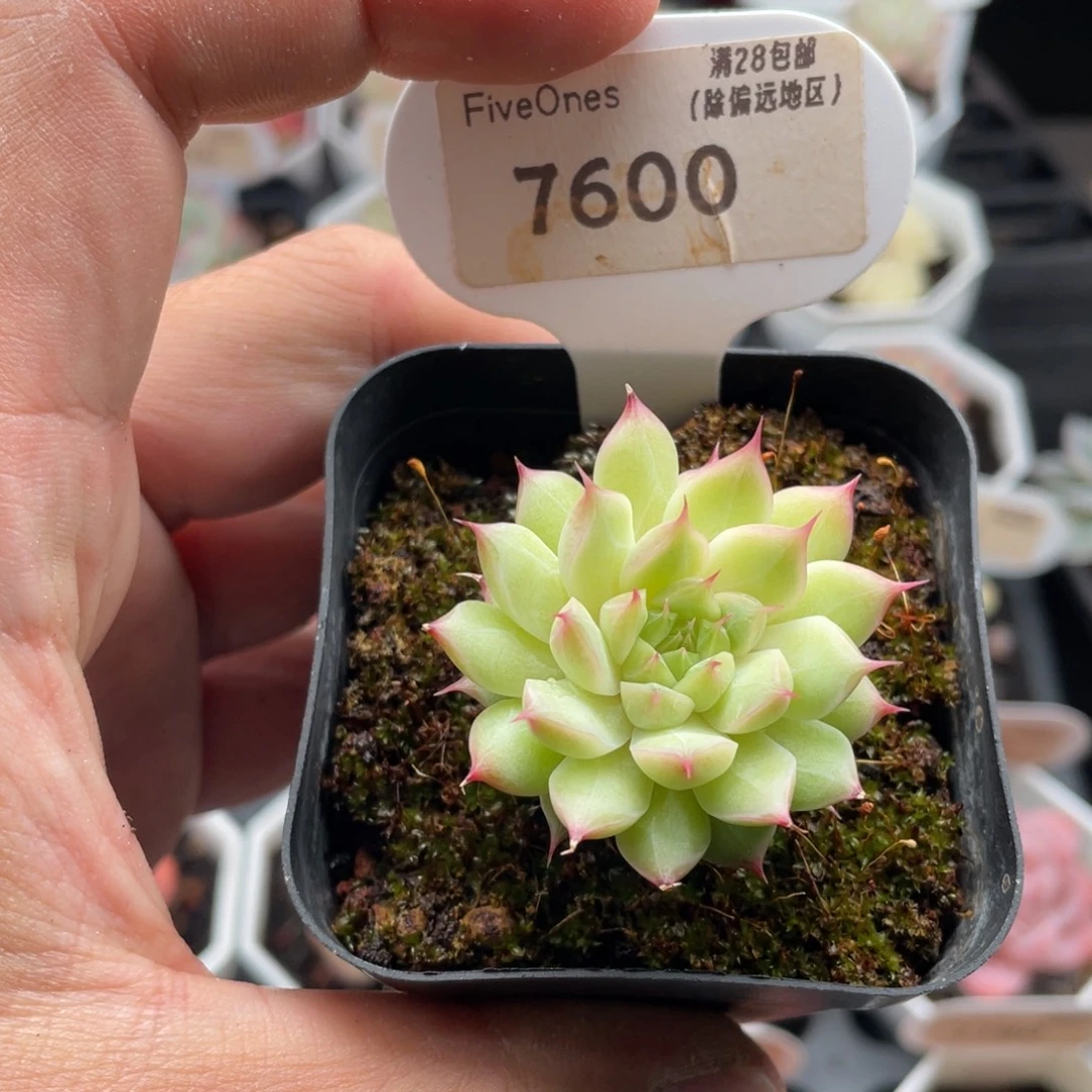 麦秆7600-4.0厘米