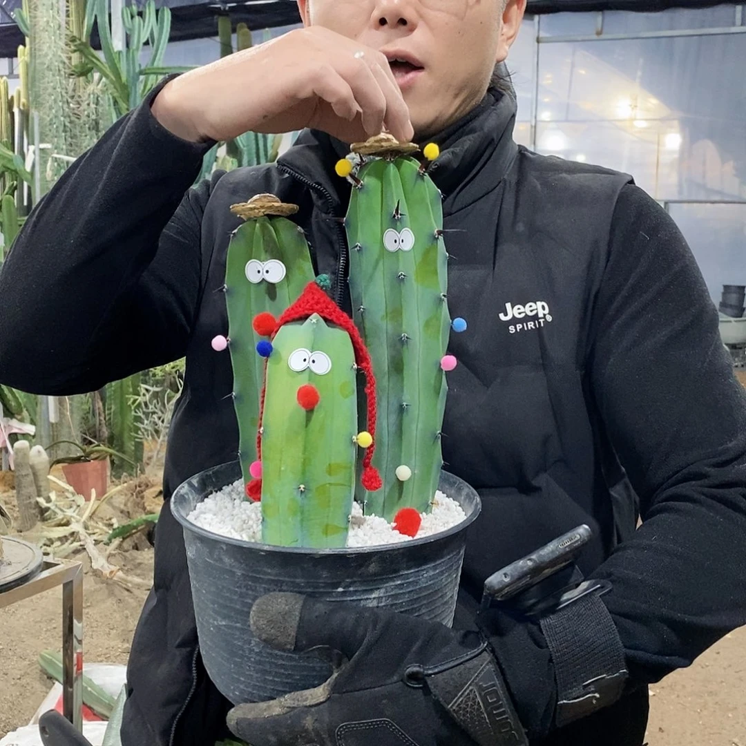 龙神木侧牙20/30/40公分（共3颗）