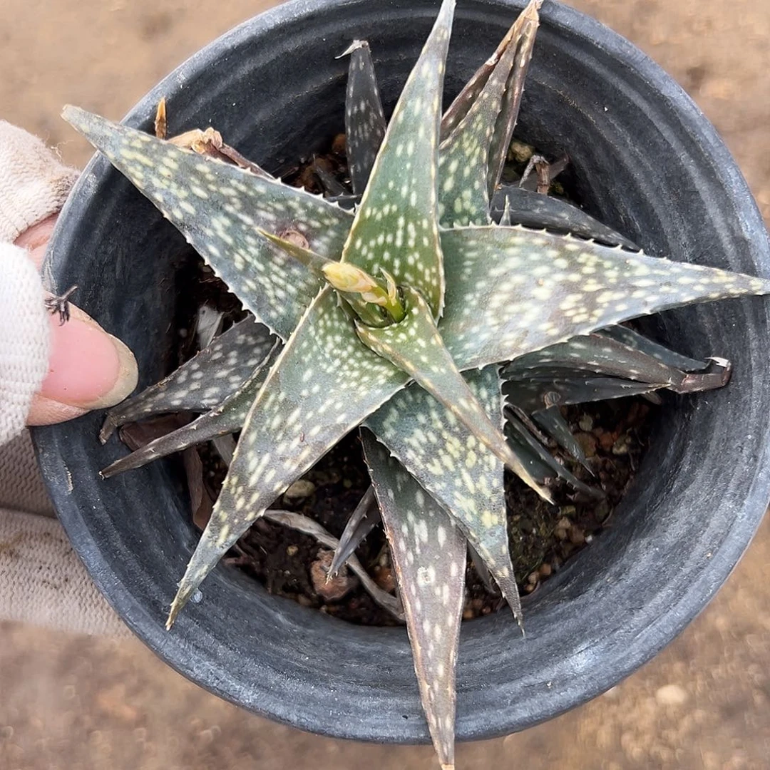 不啊啊啊啊啊啊啊啊呃呃