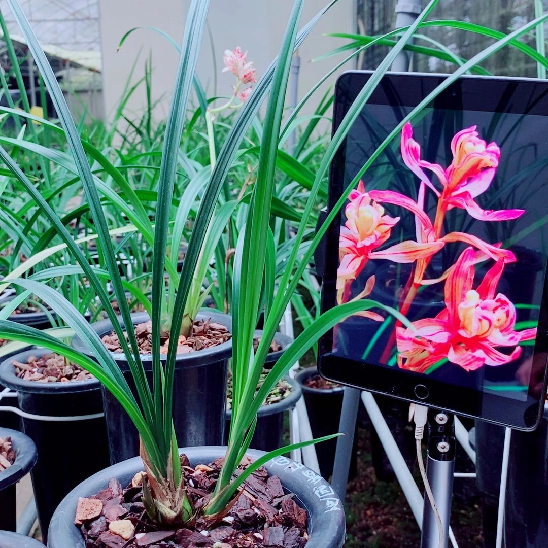 当前无花栽培后可以开花