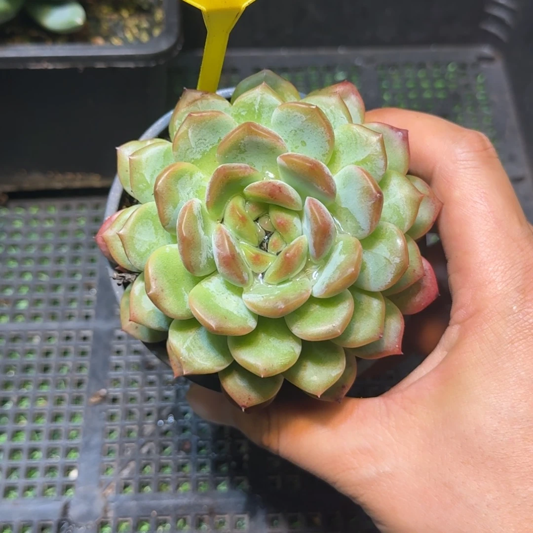多肉植物小笼包美人903