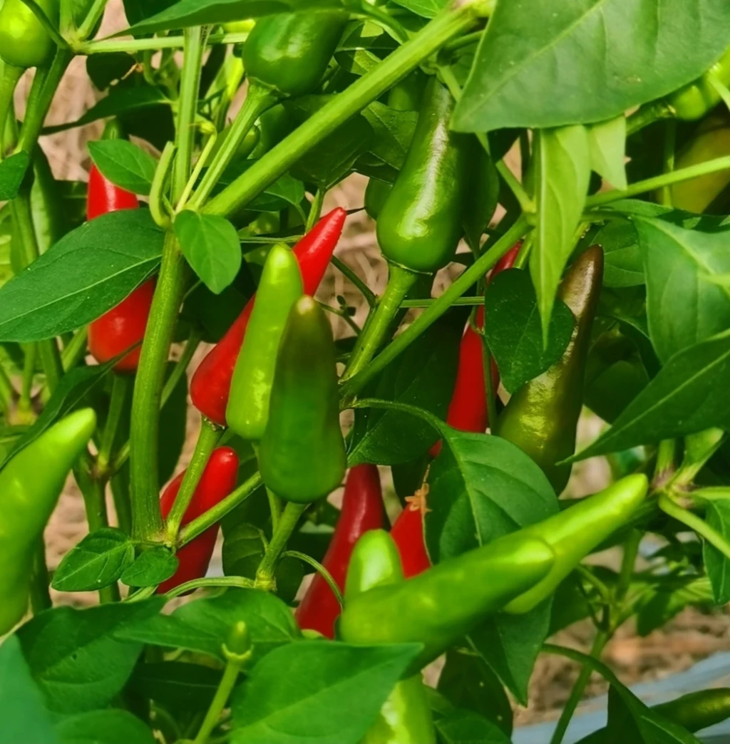 现摘贵州朝天椒小米辣【青红】3斤