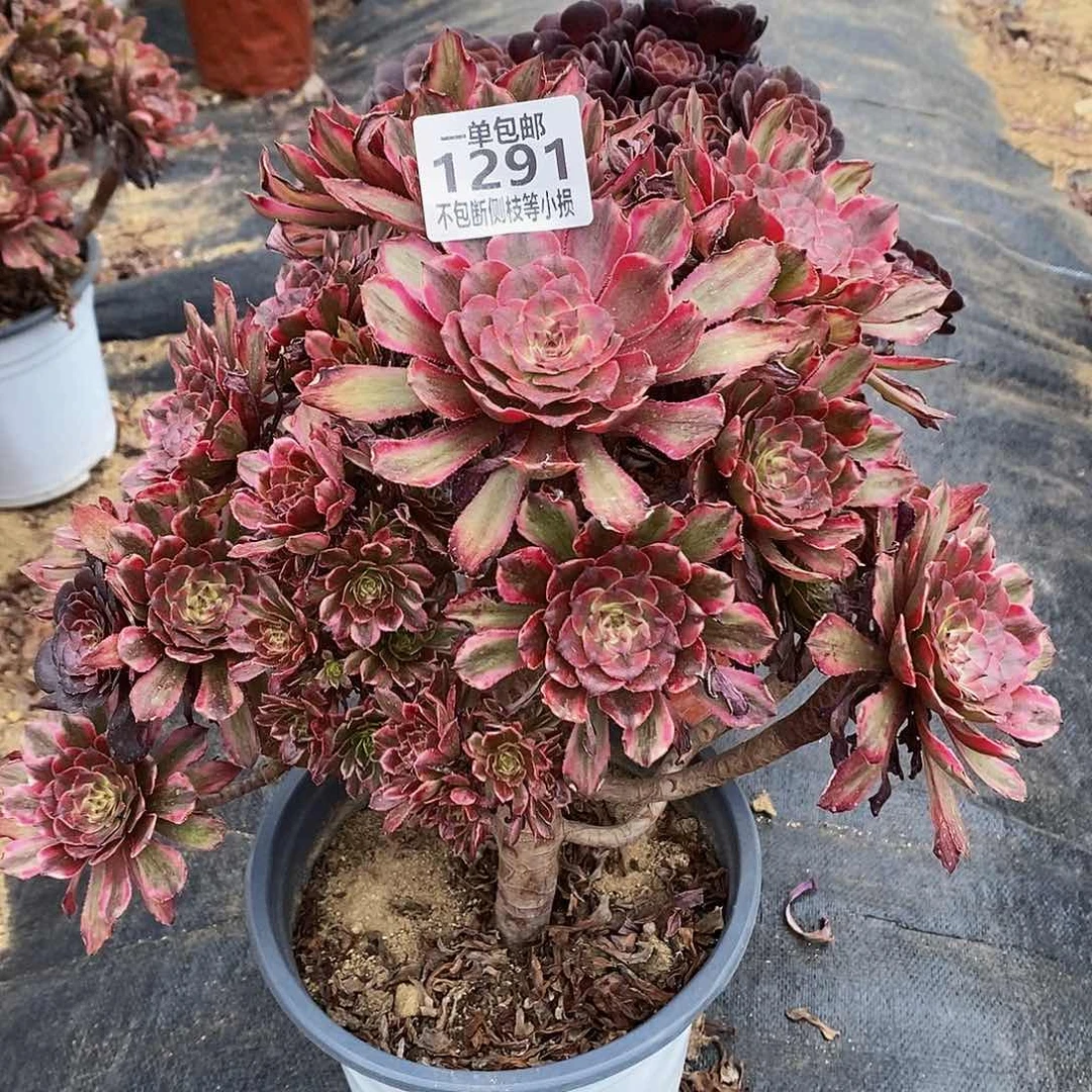 1291粉黛老桩多肉