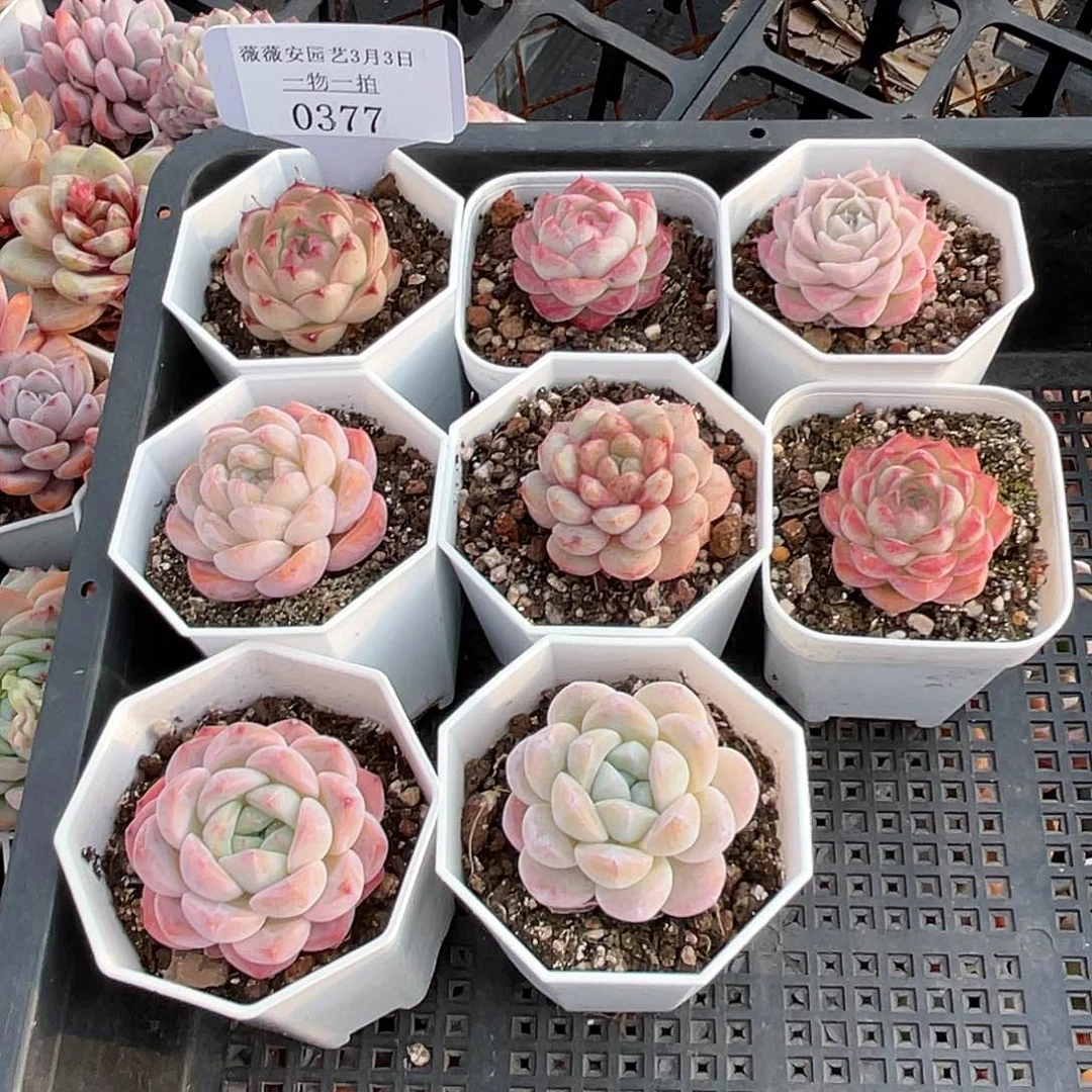 薇薇安园艺多肉0377