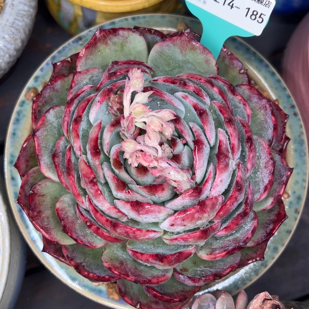 从前慢多肉精选编号0214.185