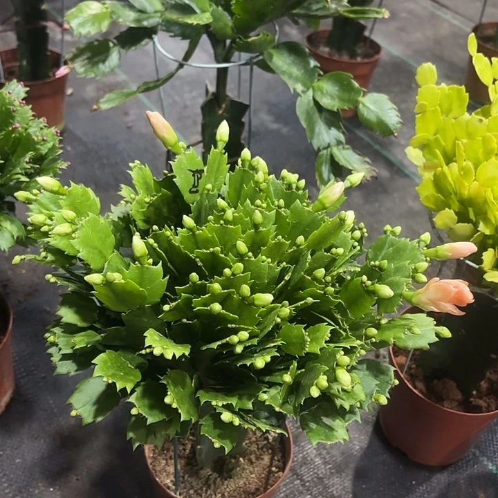 雨***知当前无花栽培后可以开花