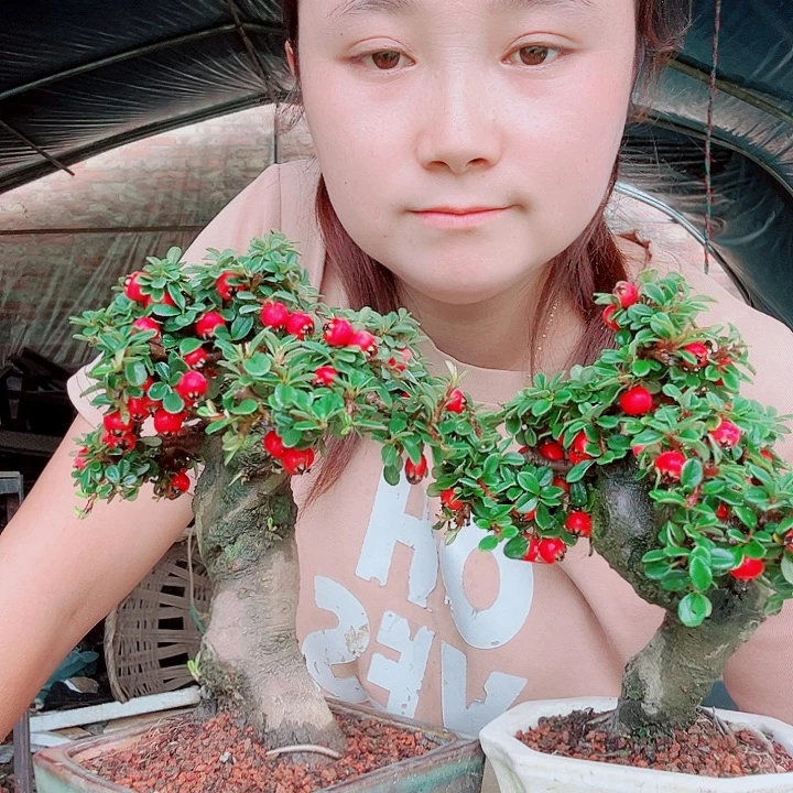 无花朵白花栒子，带盆发货，漂亮