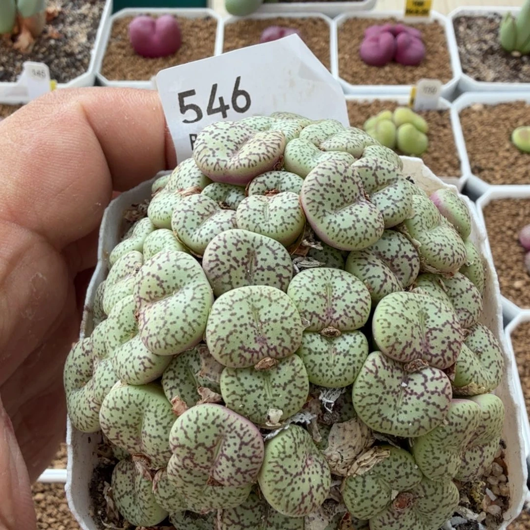 多肉植物多肉植物多肉植物