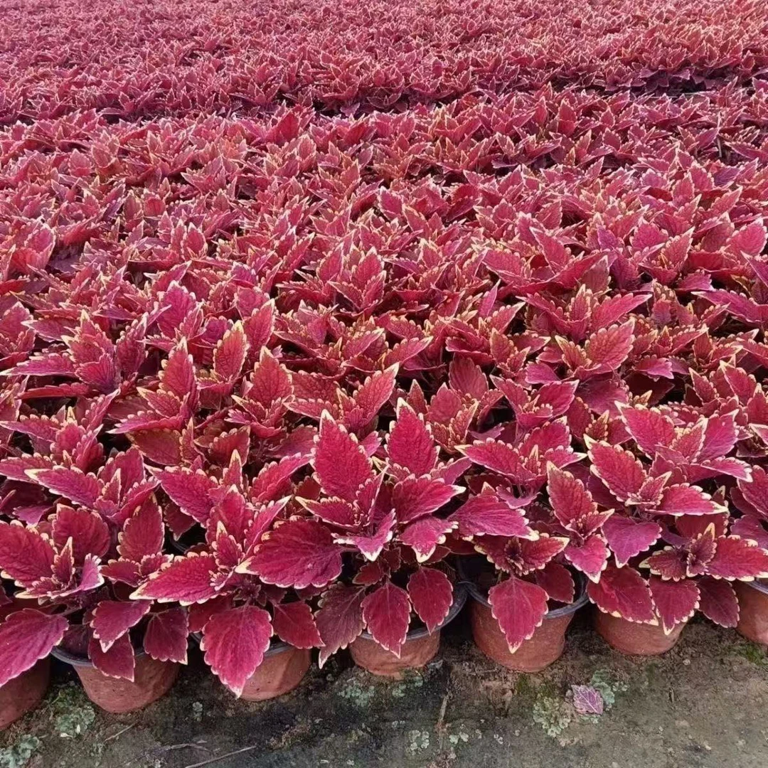 彩叶草四季观叶耐热绿植适合阳台庭院摆放