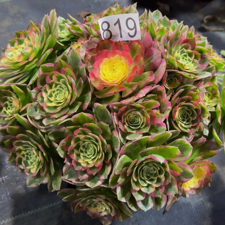 000000000819玉芙蓉