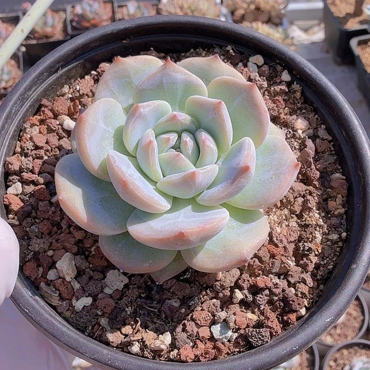 六公分蓝梦满20包邮