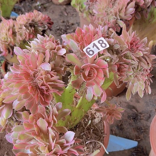 明***好多肉植物一个法师