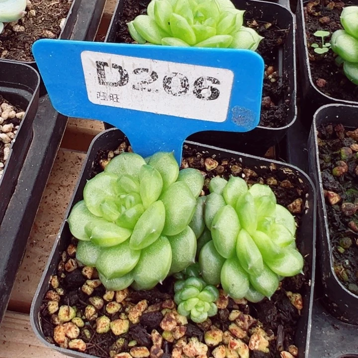 奶***丁秋冰珍妮5cm双头