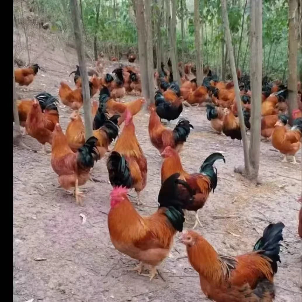 贵州放养882公鸡883大公鸡活体顺丰包邮到家空运