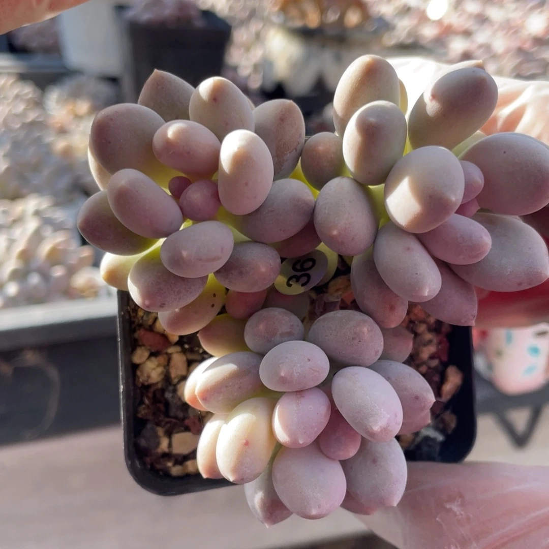 溜溜球奶酪多肉植物