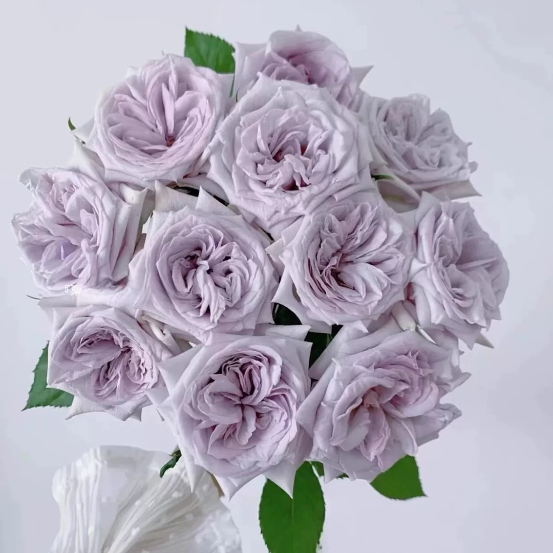 花轩斋 紫荔枝 蓝紫色大花切花月季 庭院阳台盆栽勤花多季开花