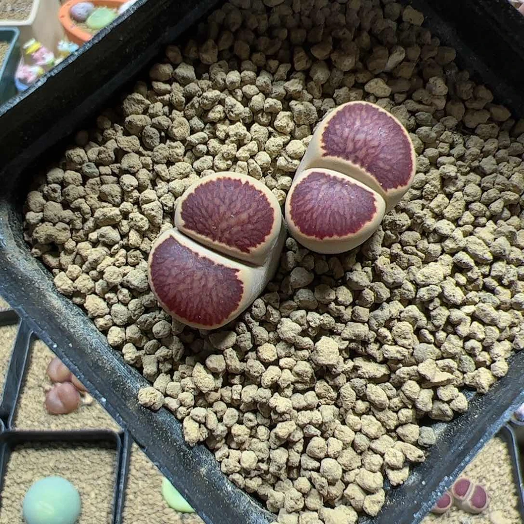 【闪购商品】76  菊