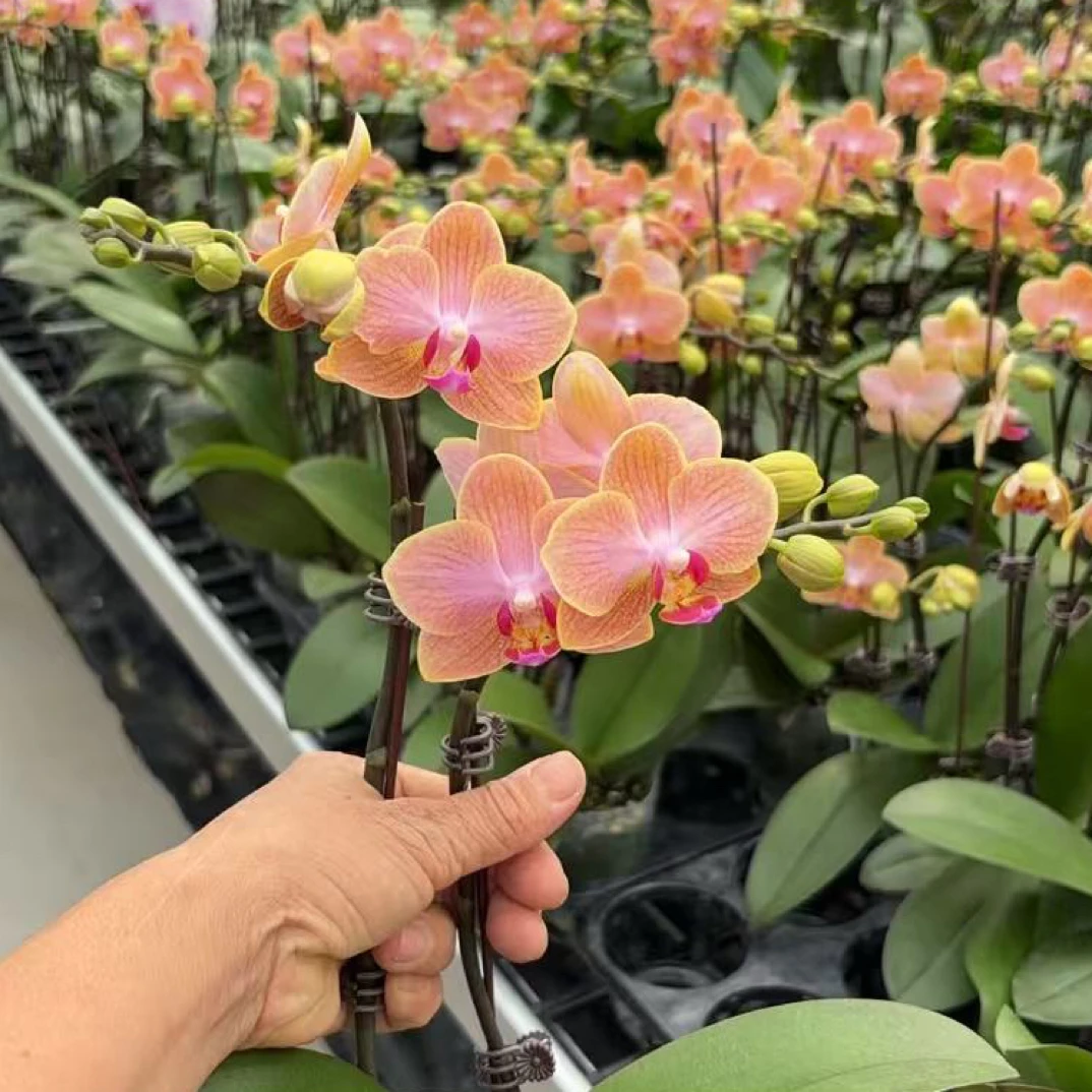 蝴蝶兰【香水玲珑】一苗两花剑   包邮 室内花花 广州基地直发