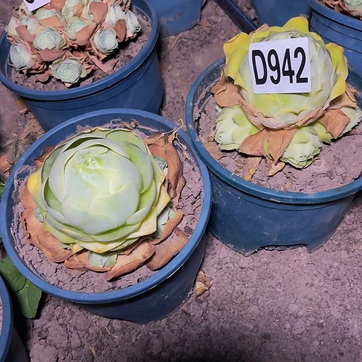 两盆玫瑰28///7包邮