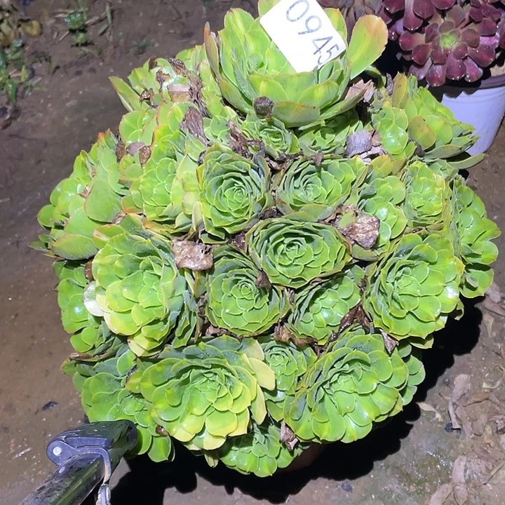 橙****?多肉植物断枝不包945五彩琉璃