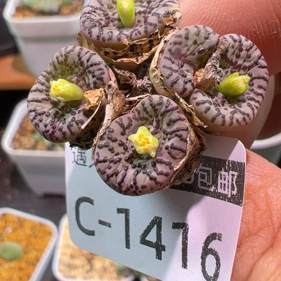 多肉植物1111111111111