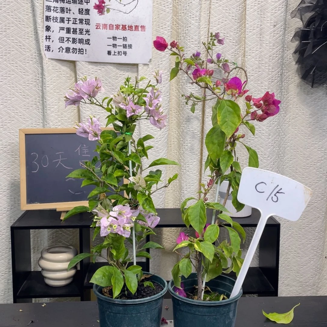 幸***乐全部花朵丽娜+绿叶双色C15
