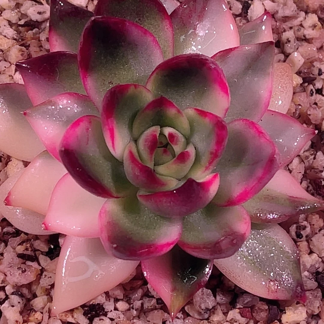 尚品园艺福利紫丽娜锦