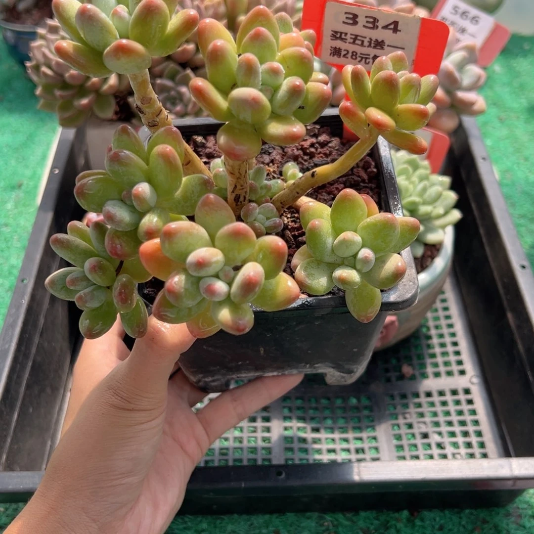 表妹精品多肉植物334.