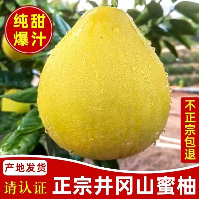 【新鲜上市】正宗安福柚子江西蚕子白心柚井冈蜜柚吉安金兰柚果王