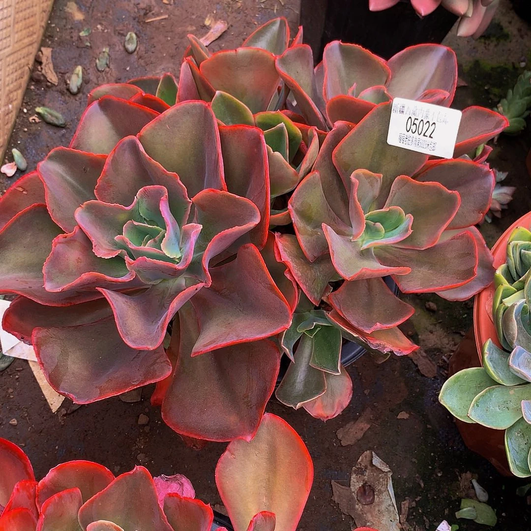 平***淡红酒杯05022多肉多肉