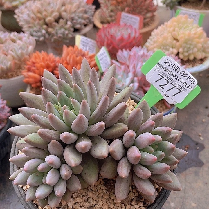 7277红蜻蜓。