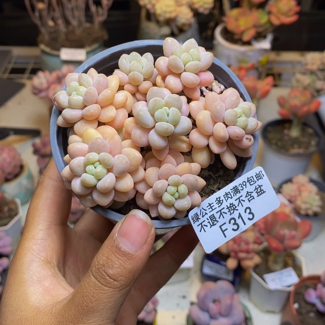 313洛可可多肉7c m