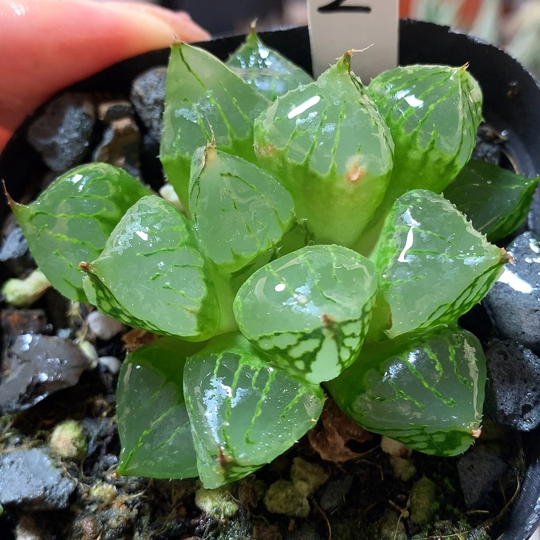 2号裹克一物一拍带盆土