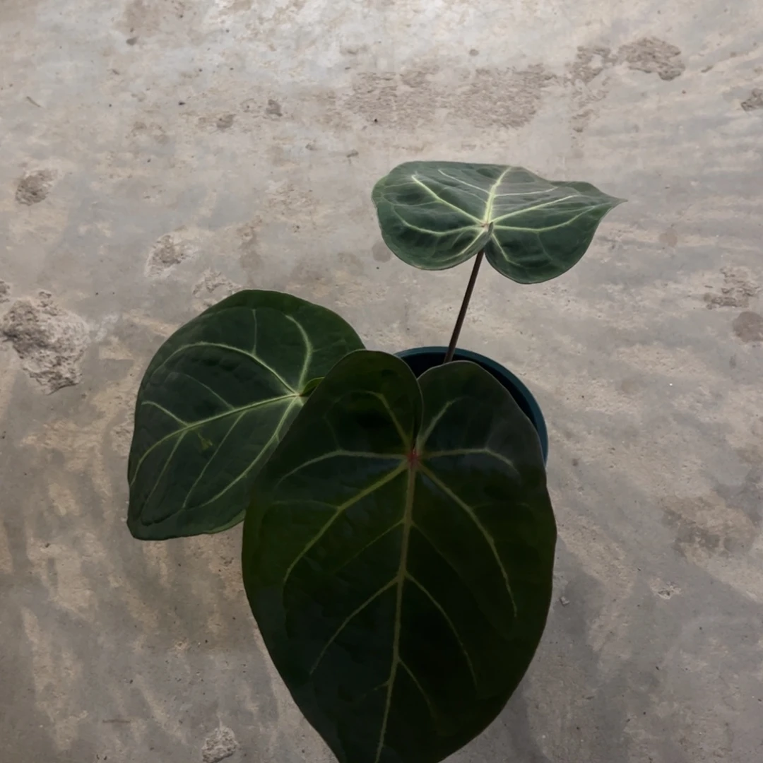 无花朵水晶杂（福利无售后